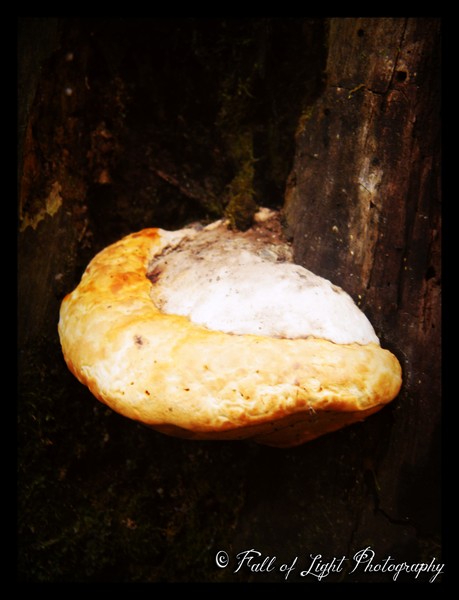 Champignons