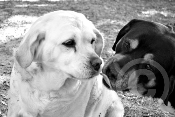 Bella/Lucky