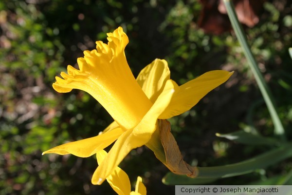 Daffodil
