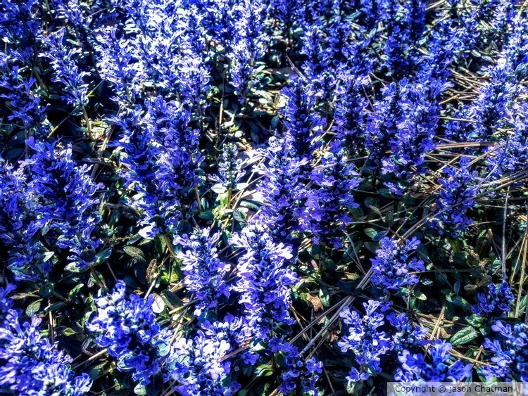 A Blue way to grow