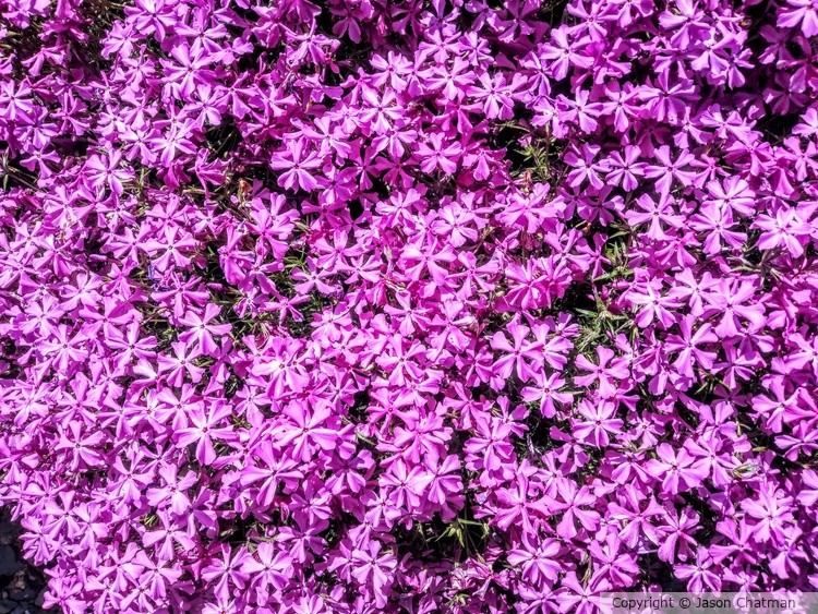 Happy blooms