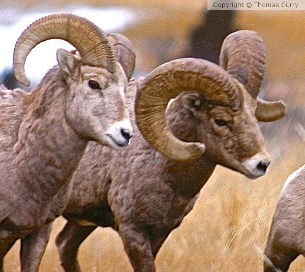 Rams