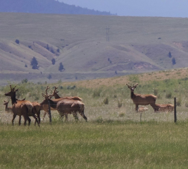 Elk in velvet growing their antlers 