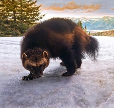 Wolverine photographed by Mike Roberts