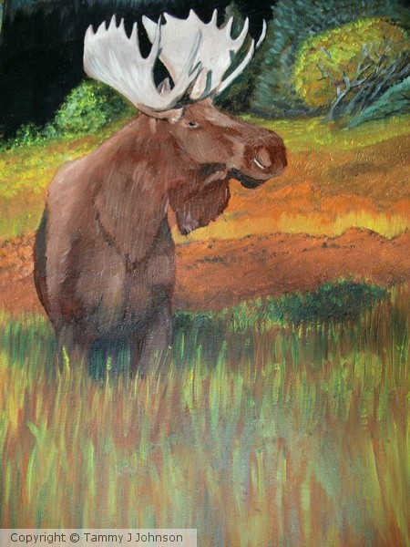 Moose ,fall colors