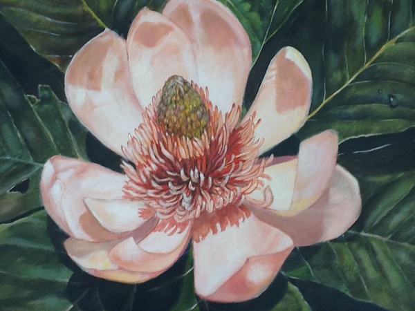 Magnolia
