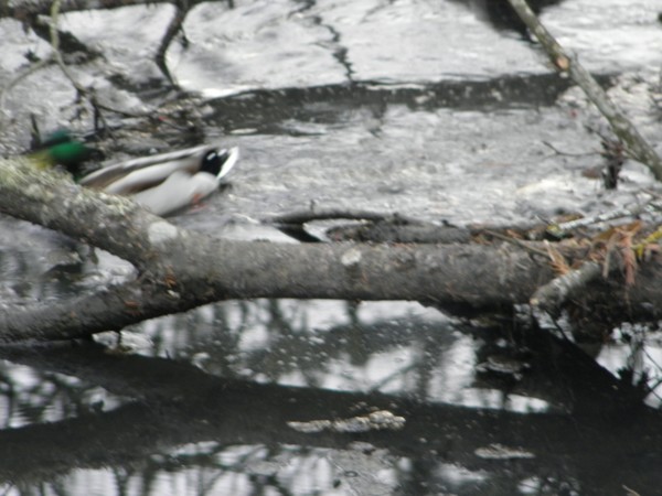 Duck Blind