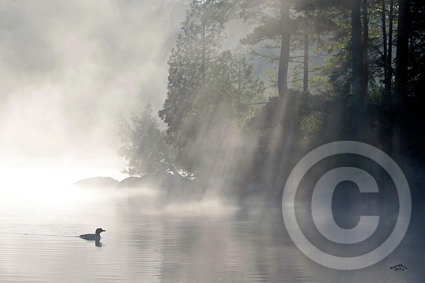 loon in mist