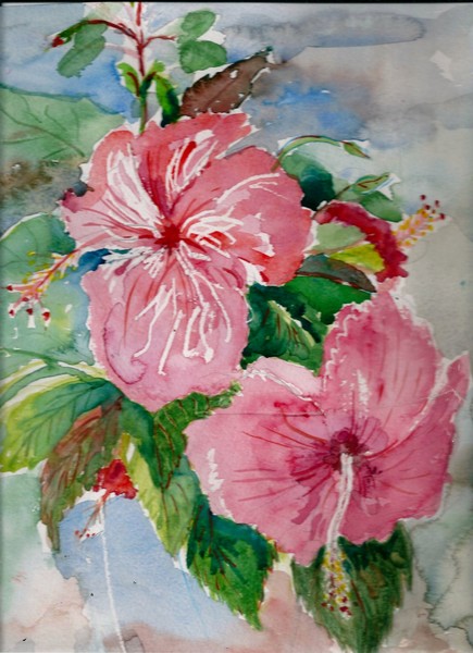 Hibiscus