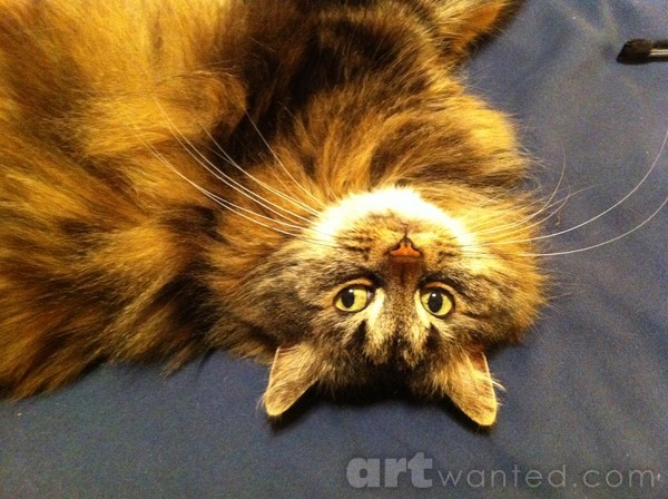 Teddy the Female Tabby