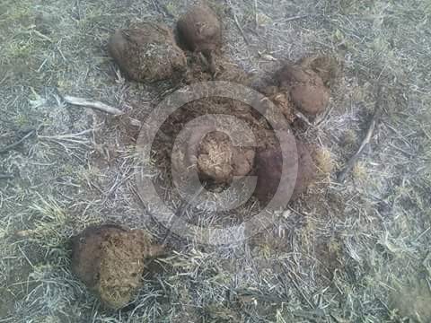 Elephant Poop