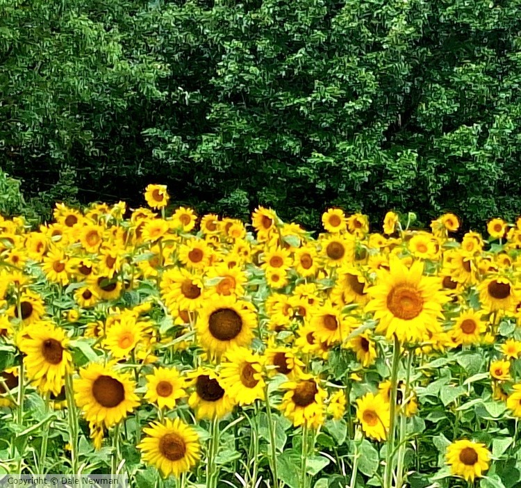 Sunning Sunflowers