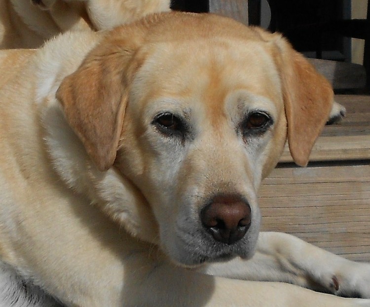 Yellow Labrador 