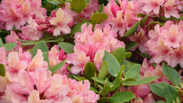 Rhododendron warm