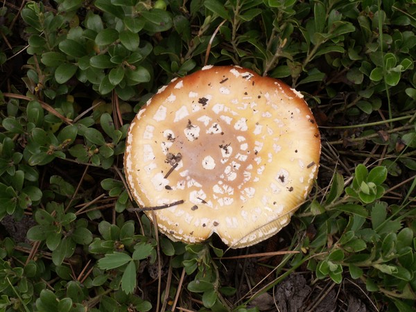 Rocky Mountain Shroom