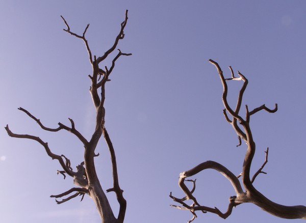 Limbs