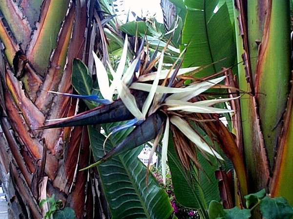 Birds of Paradise