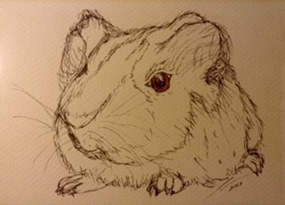 guinea pig