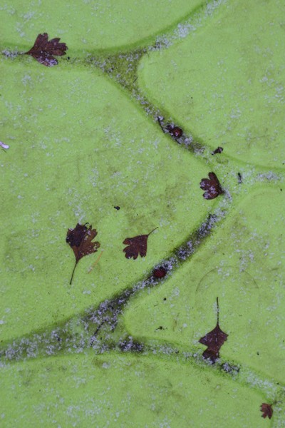 Green plastic