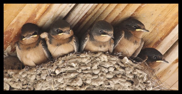 Full Nest