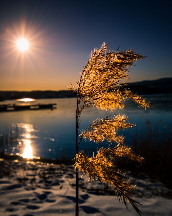 Plant on the sun