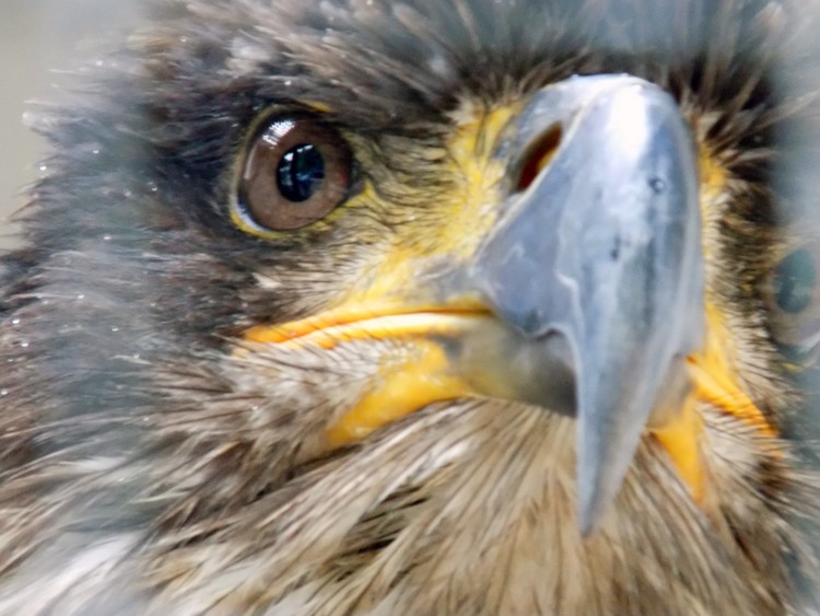 Eagle Scout