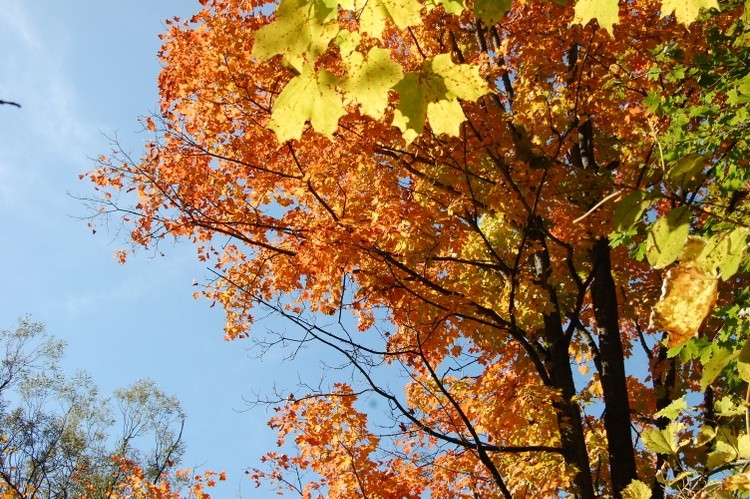 Leaves