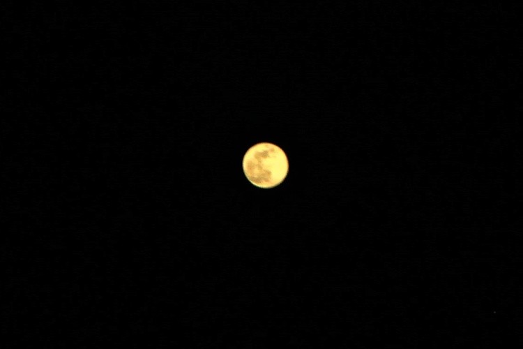 Pink Moon