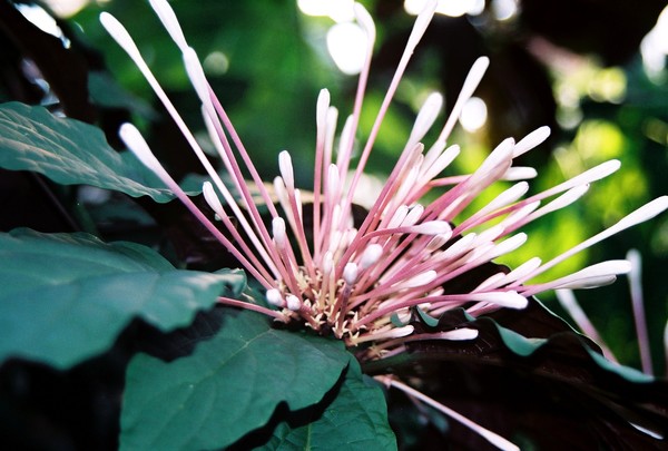 Natures Q-Tips