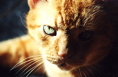 Cattitude