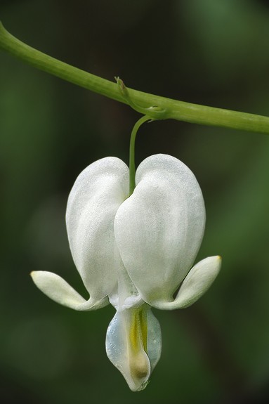 Bleeding Heart
