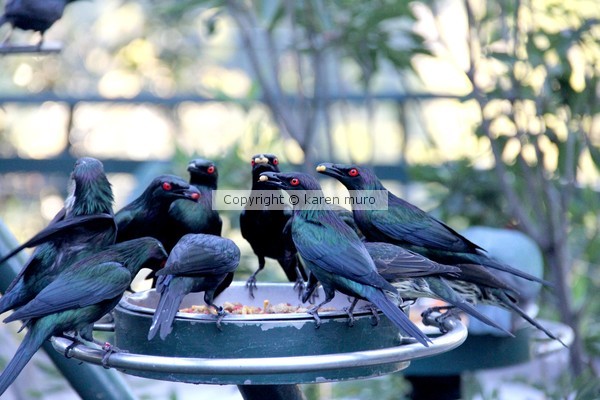 KAREN MURO BIRDS