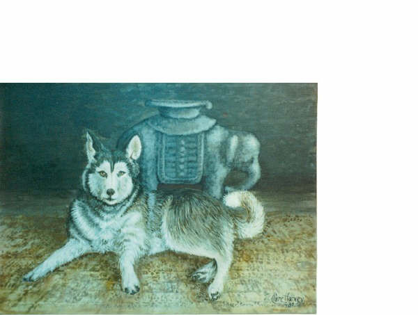 Pet Portraits