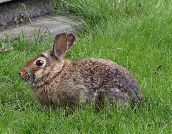 Rabbit in My Yard