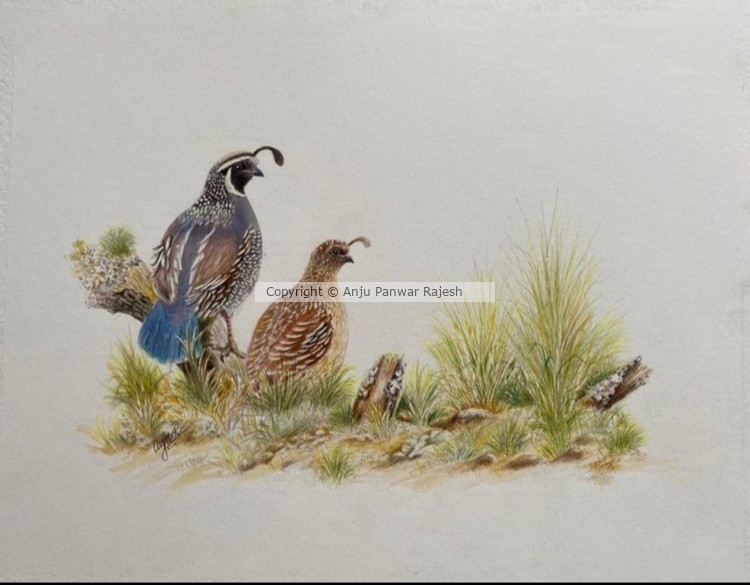 Himalayan Quail