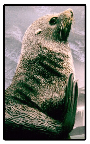 Bearly Consealed close up