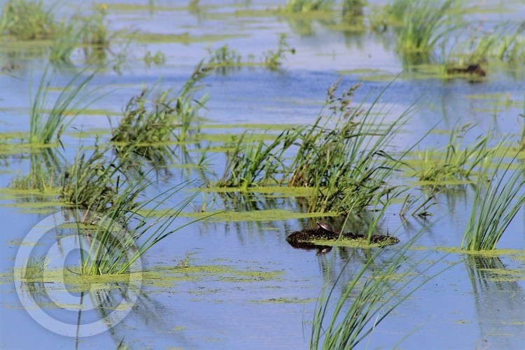 Turtle Oasis