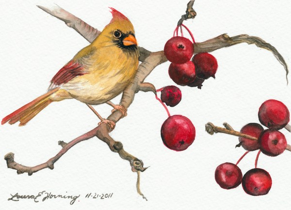 Christmas Cardinal