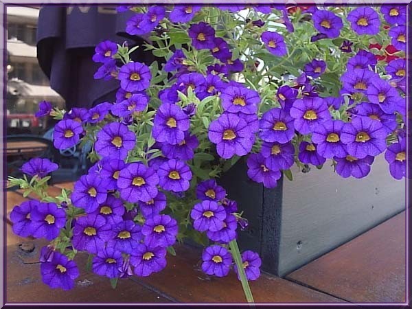 flowerbox of blue
