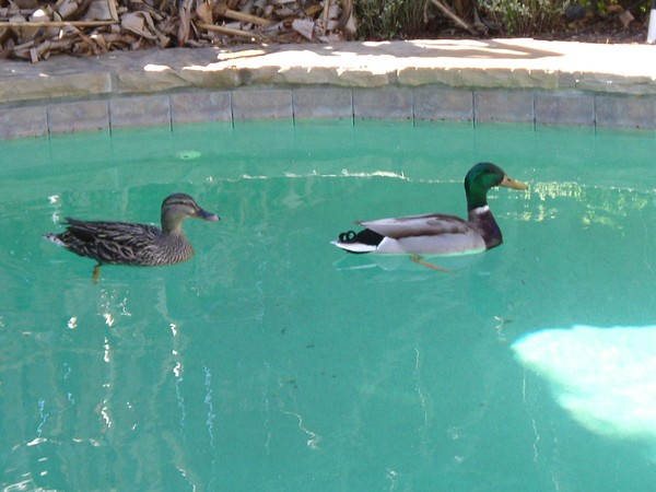 Duck Pool?