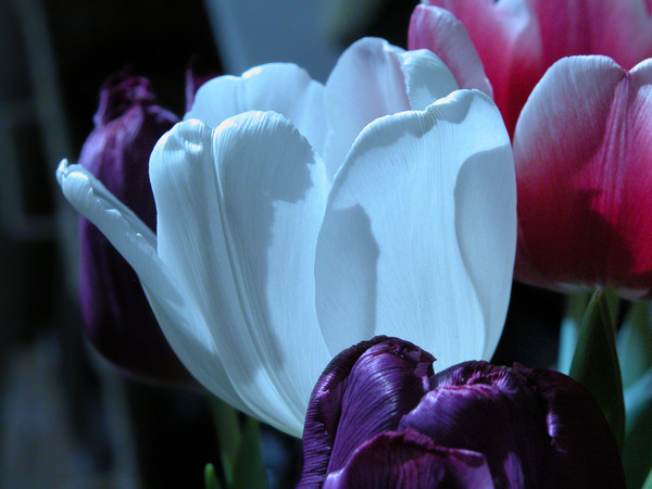 Blue moon tulip