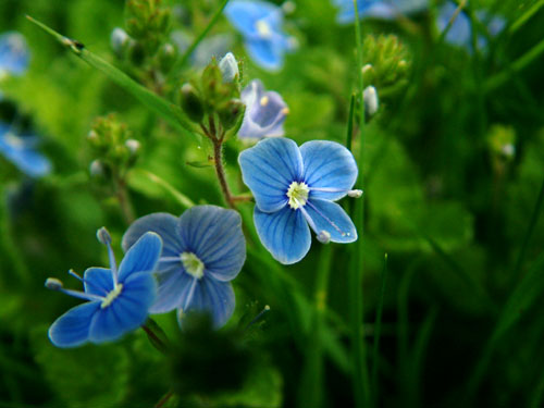 Blue Meadow