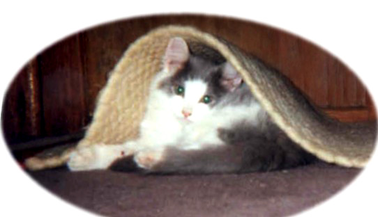 Snug As A Bug
