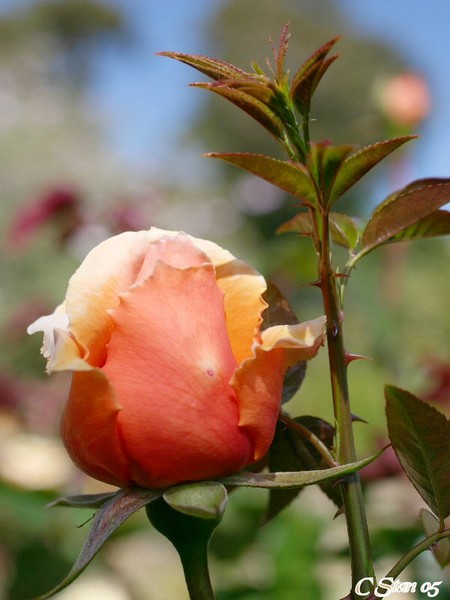 Ah A Rose
