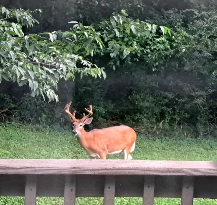 What my backyard is full of. 