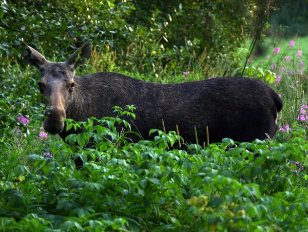 Here is my moose friend again
