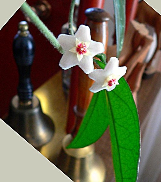 Fragile Blossoms