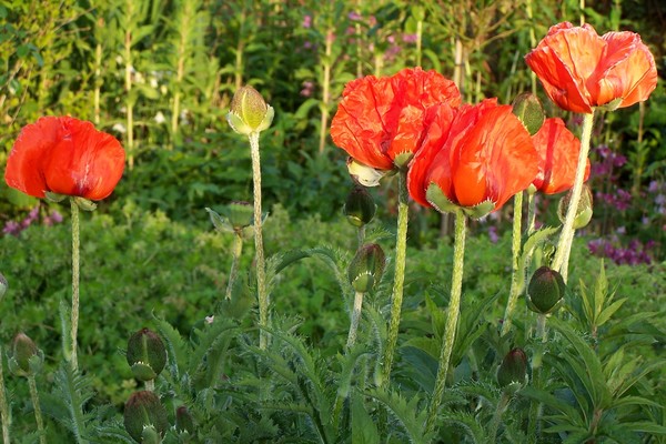 Sunset in flowers