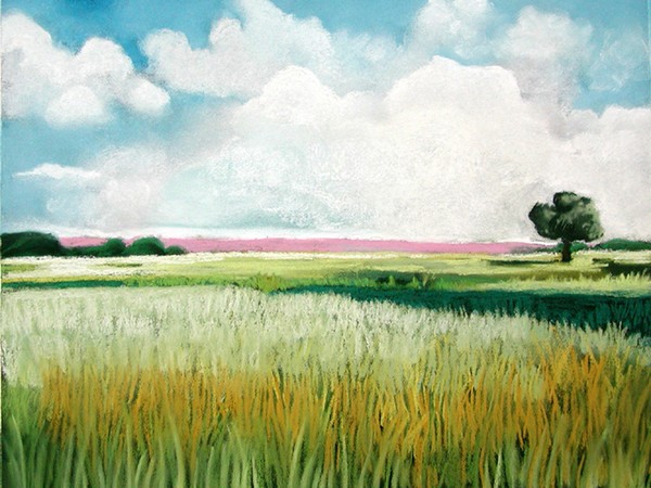 field of grass