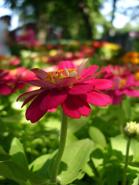Red stem flower